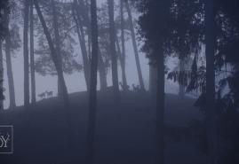 "DEER BOY" WINS EUROPEAN SHORT PITCH