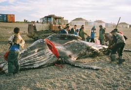 “THE WHALE FROM LORINO” AWARDED IN CHUKOTKA
