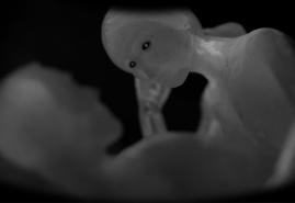 THE SUCCESSES OF POLISH ANIMATED FILM-MAKERS AT THE FESTIVAL BALKANIMA! 