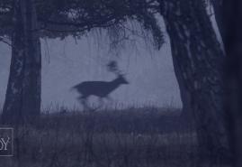 „DEER BOY” Z KOLEJNYMI NAGRODAMI