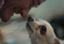 “EVERYTHING NEEDS TO LIVE” WINS SPECIAL MENTION AT MEXICAN FESTIVAL