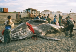 "THE WHALE FROM LORINO" WITH POLISH FILM ACADEMY AWARD! 