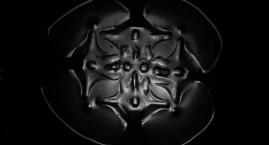 &quot;Anemone Temple&quot;, dir. Justyna Pazdan<br />