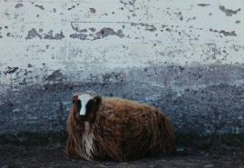 Boża łaska, reż. Kristján Loðmfjörð