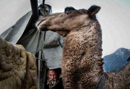 GORAN THE CAMEL MAN | dir. Marcin Lesisz