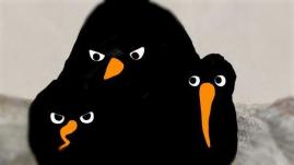 &nbsp;Rajskie ptaki, reż. Tomek Ducki