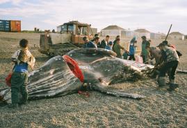 “THE WHALE FROM LORINO” AWARDED IN CHUKOTKA